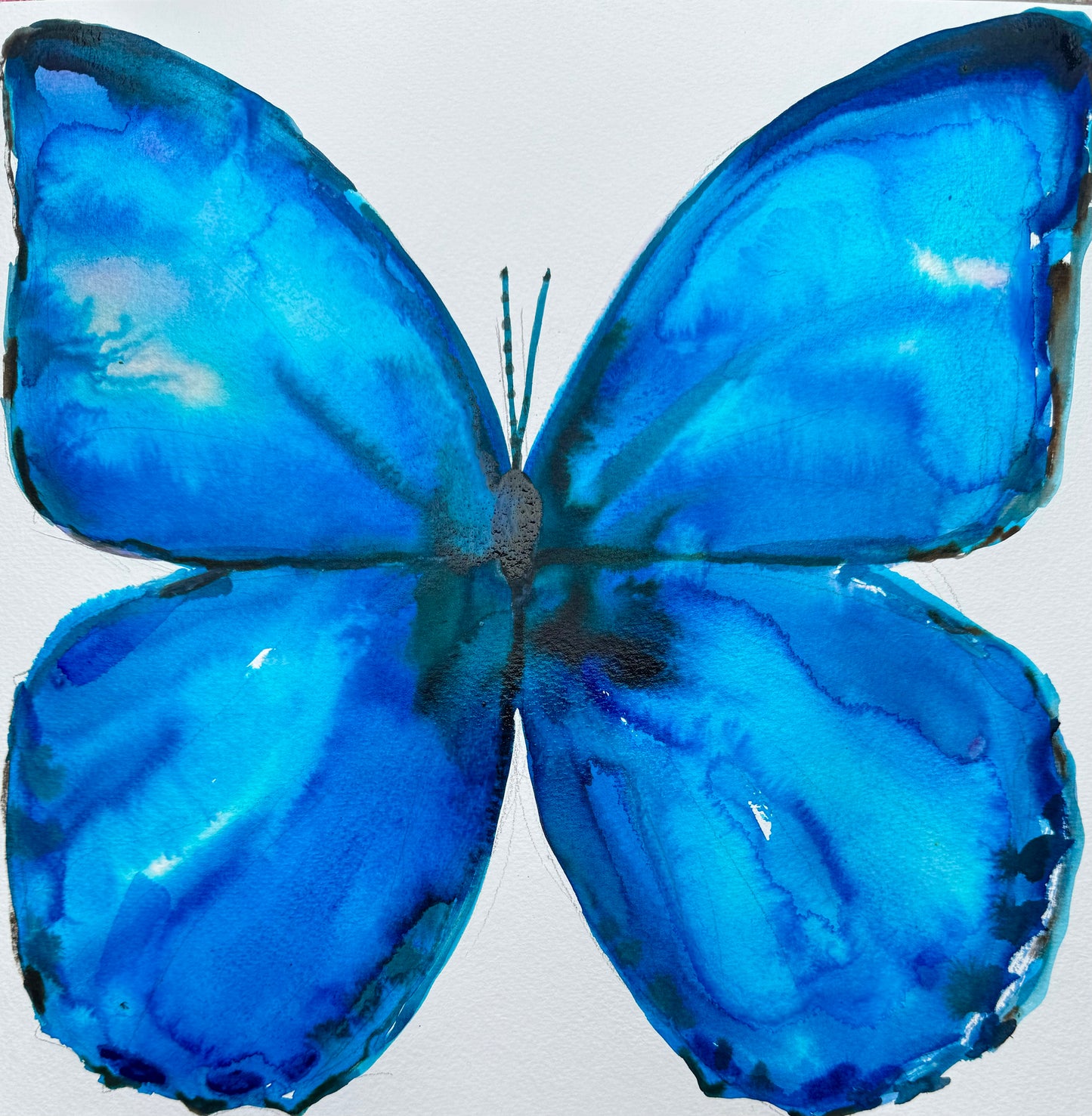 Blue Butterly.